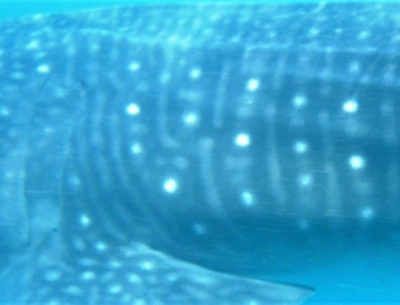 77783eda-175e-4052-bc9b-ed4013a994f0