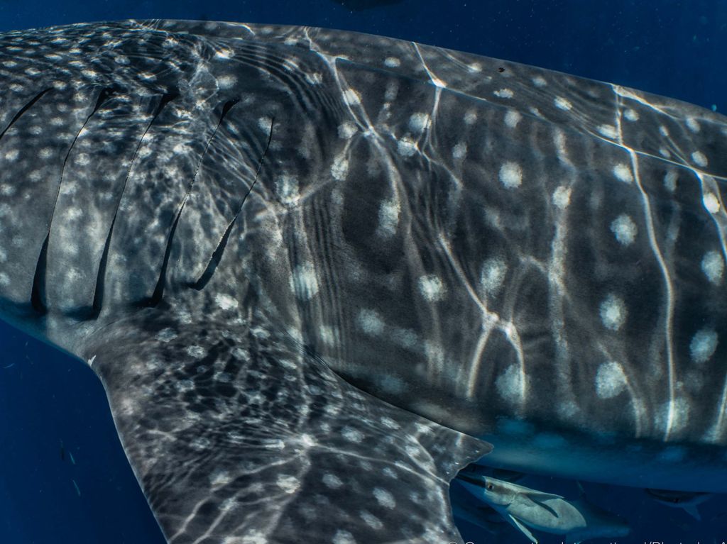 a3ea71a0-f279-4af7-be6c-6dd8bcaf7f28