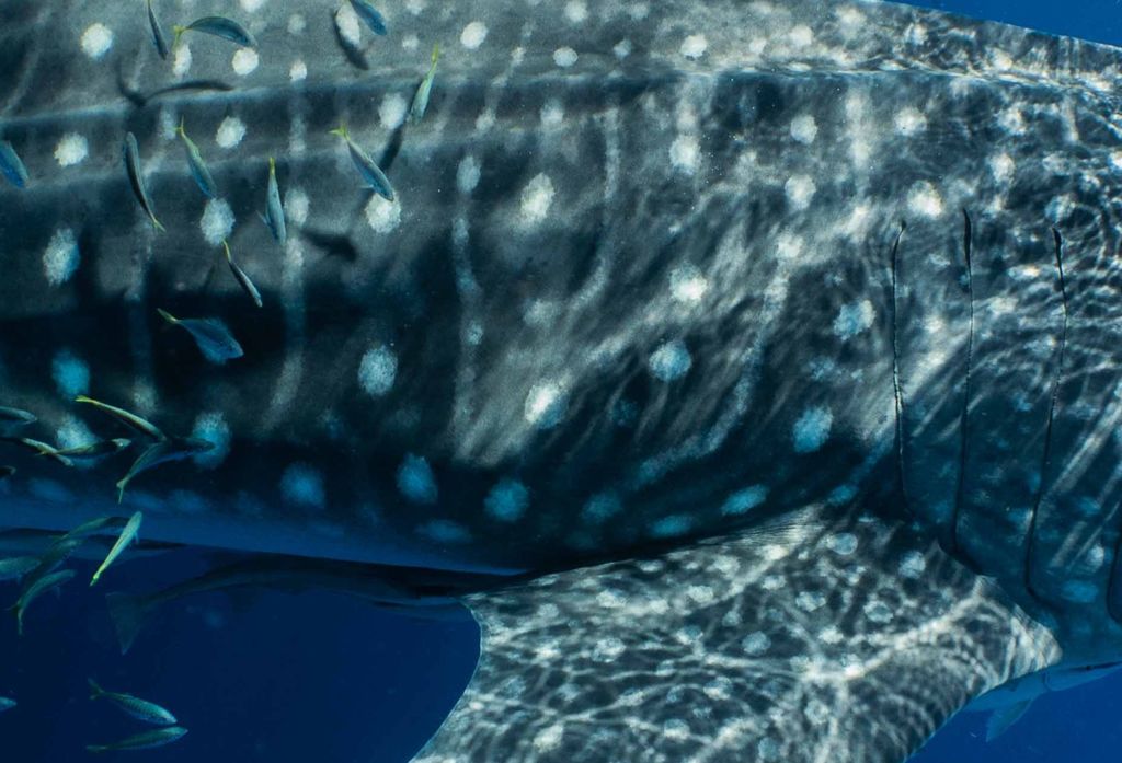 a3ea71a0-f279-4af7-be6c-6dd8bcaf7f28