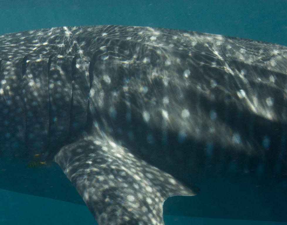 44771b50-c1f1-4900-ae55-f61dd6172ef3