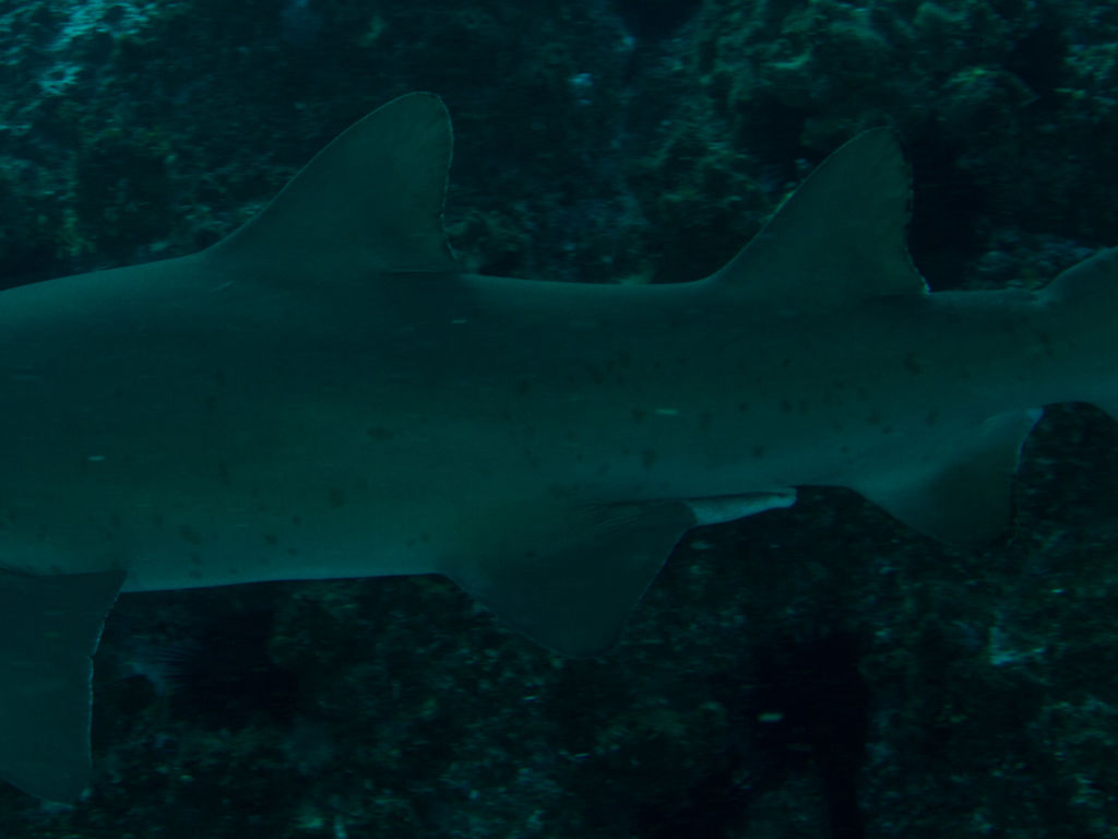 a925f580-858a-4d14-9c8d-62ef9c053204