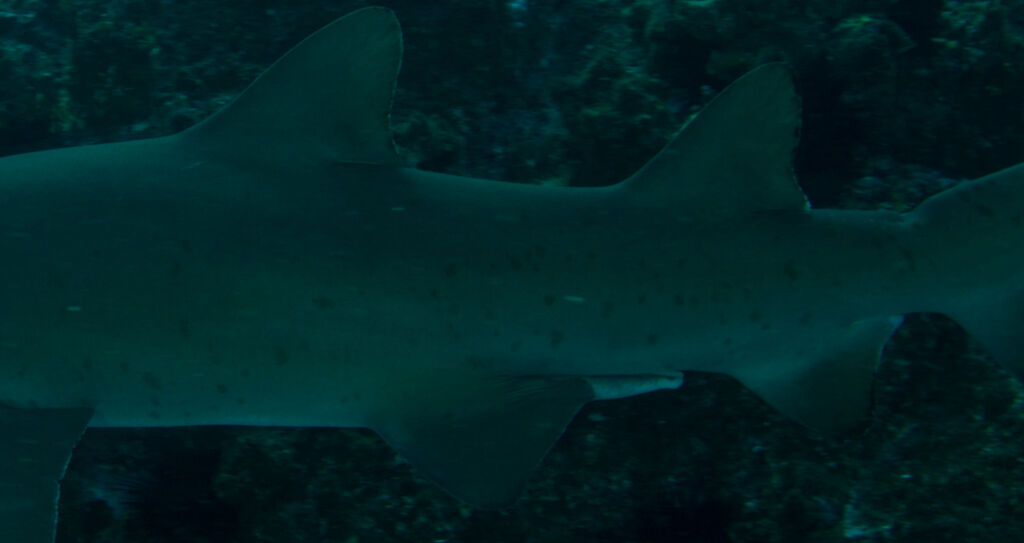 a925f580-858a-4d14-9c8d-62ef9c053204