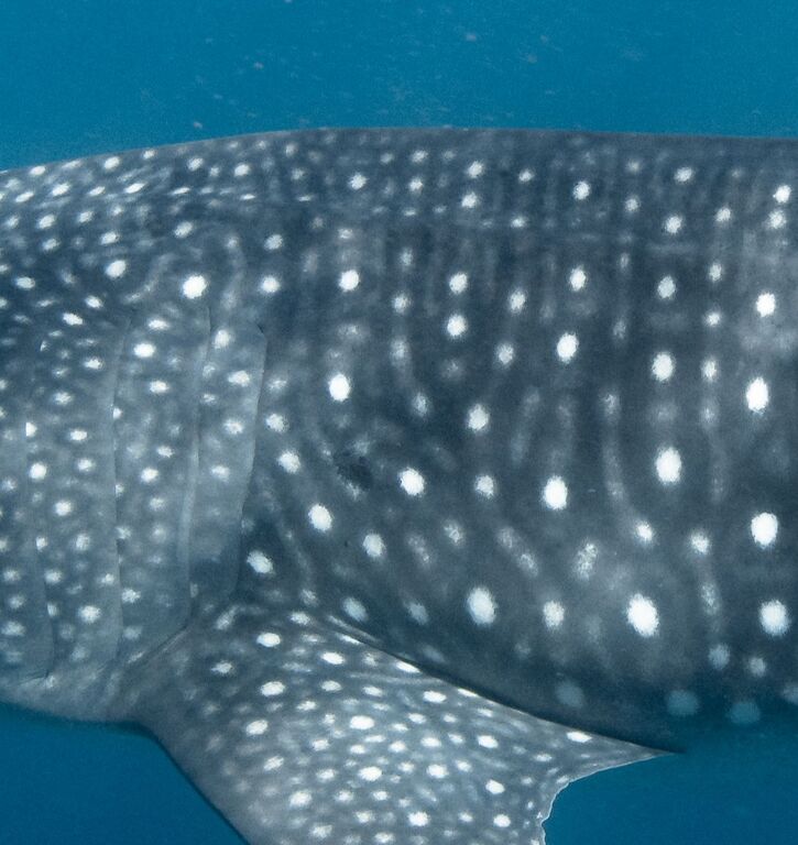 c1192c95-4b98-4899-b78f-d44c83f21664