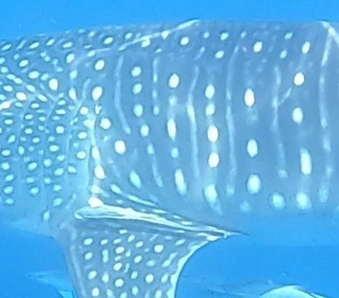 77a8cc9c-3252-4625-8dce-c9174ed45567