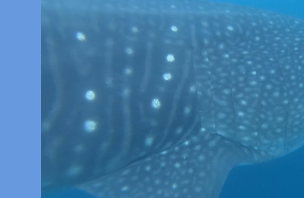 97b8fa48-0888-4456-86ca-6284b5de4f2a