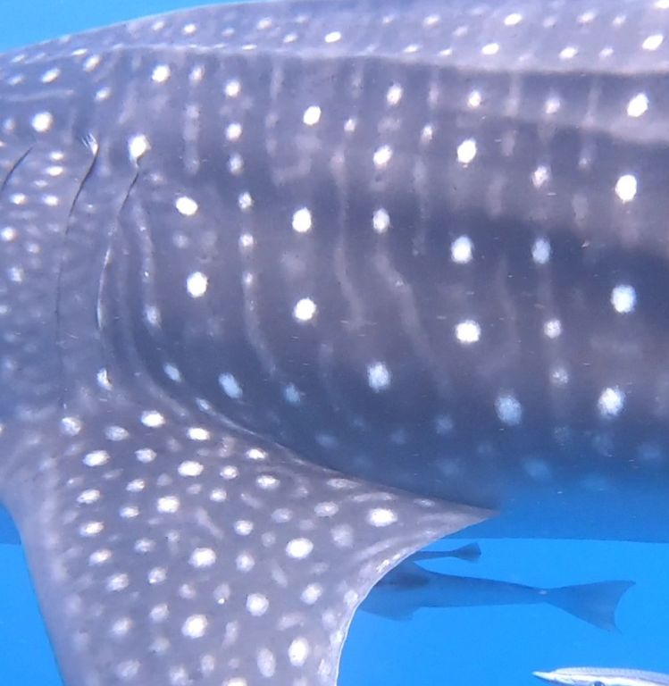 4a1ac1cb-c22a-45d6-8ed0-1fca032e4977