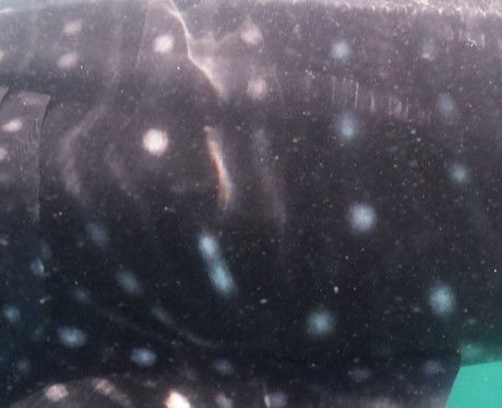 e618168b-00ca-48c9-b82d-7d74e7295d19