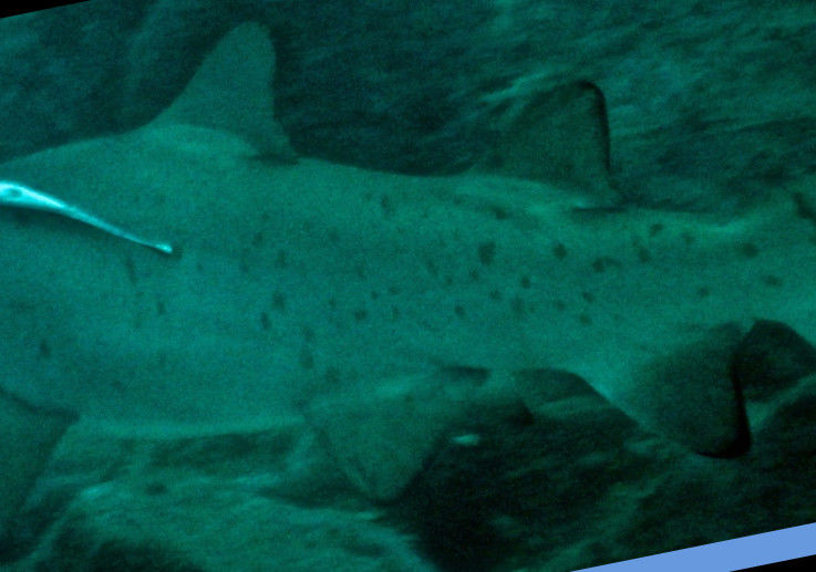 5289f6ae-3db5-4a4a-81c2-2797df46cc68