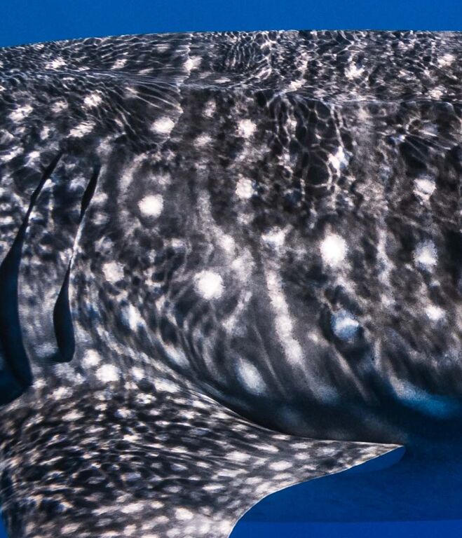 65ceffc8-56c1-44f6-b311-b111b98c336c