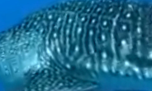 1d8acaa7-bddb-4f2c-ba68-3564b812222d