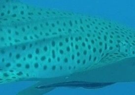 a2563952-ddc4-4076-bf02-ed861fe13b88