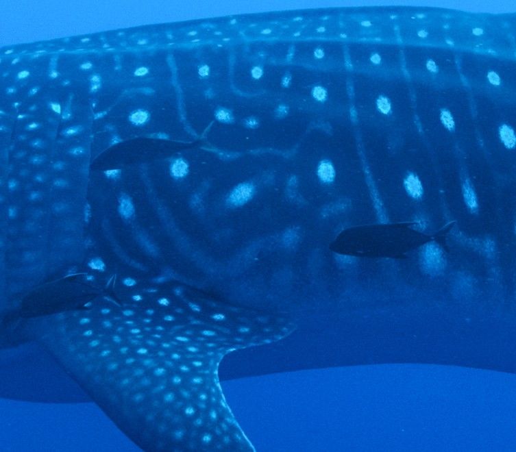 75831d9a-4b15-4a8b-8379-e79295da93dc