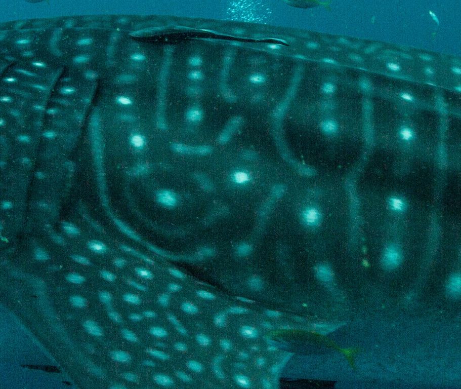 14262cb8-e733-44e9-82b5-ae0b82bad7b2