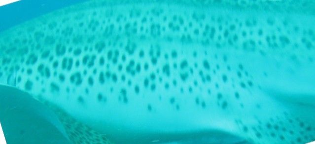 cf2ba0af-a618-400e-b7e4-563961c3e4da