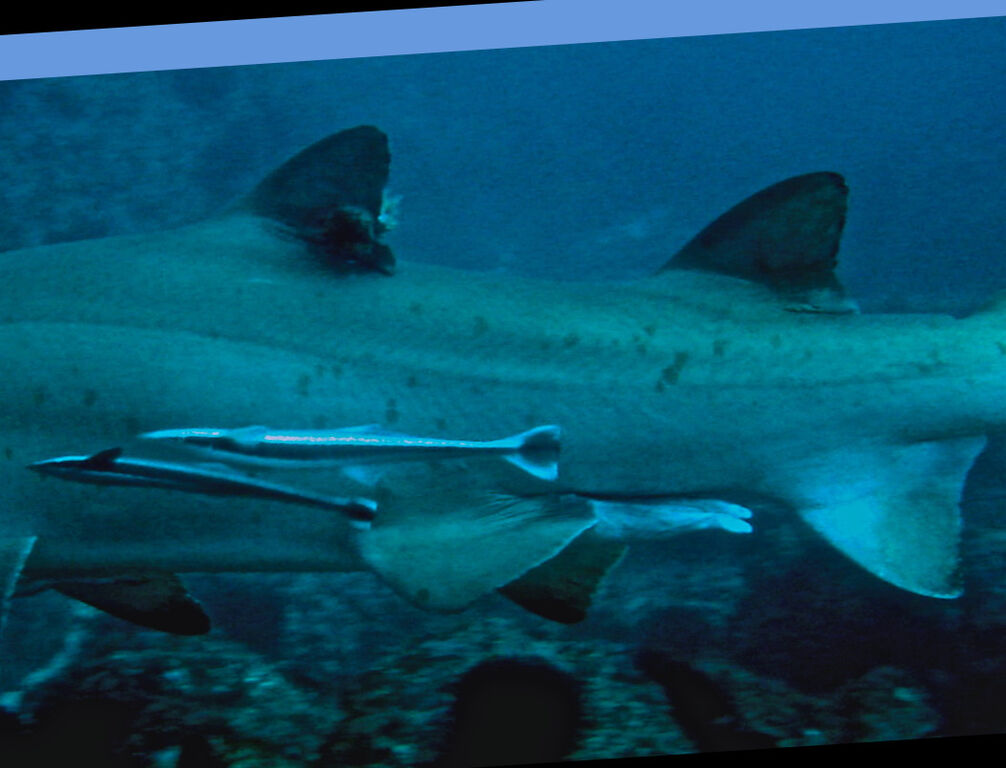 24d4f638-f7c6-4bb6-a3df-0270cde90724