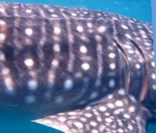 13ff30c6-dd05-4a43-bdbf-b7c4fdca360d