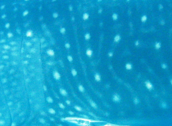 29ad1b6e-077e-4815-85b7-cdb76876a8cf