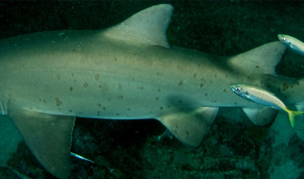 54579fd5-d58d-4f1d-8db1-9a6f9d5297d7