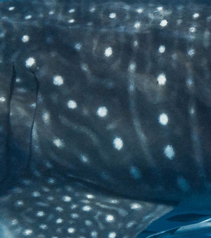 862ef5f0-44be-4dbe-b0c7-8213ca063cae