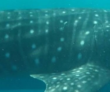 98d19033-11e2-4036-a7b4-3ff1c7a8466d