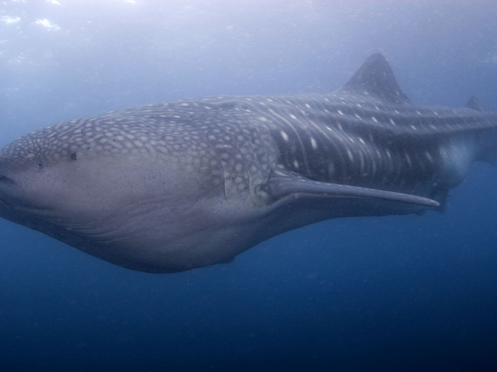 d61d461d-445c-47b2-8671-7cee8bc5ad57