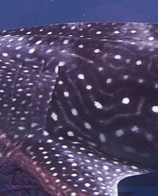 53e6d4d2-8be7-406a-b779-b9f50952ee3f