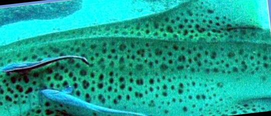 a64d49da-d0db-4b86-8954-71e7bd98ce91