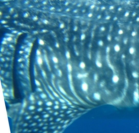 c0480d1d-9c41-4851-991d-fd113d351343