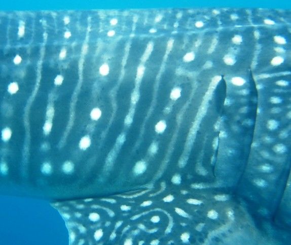 1583266a-d87a-43ae-9cdc-cd9c0b8a608f