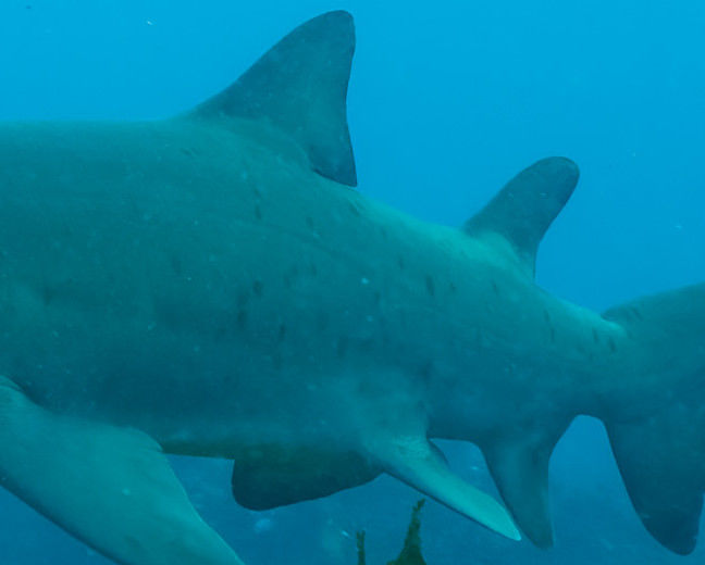 97cdc8c5-8de6-4ad5-8822-1e96c203bb62