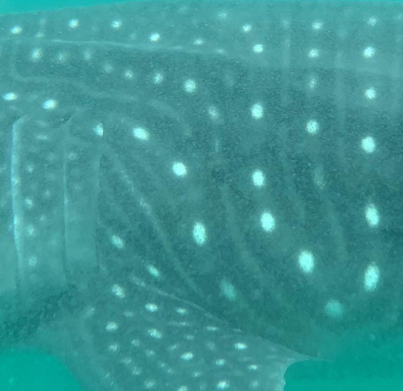 0cb61dfb-c3a1-49df-8620-d332d1300e7a