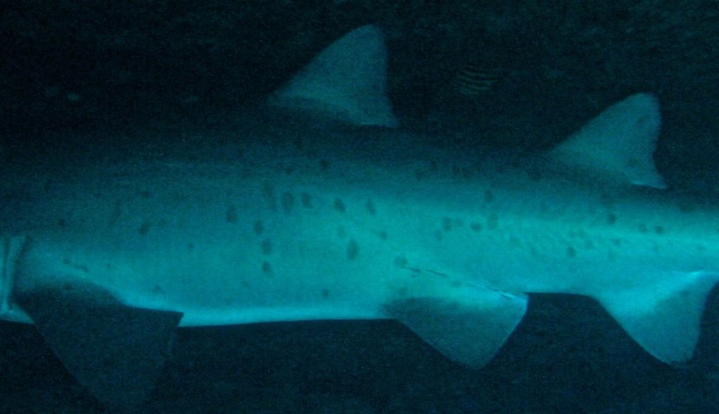 a219482f-4531-4d03-8632-d660a83f68f6