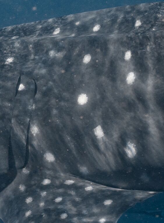 232c8b4a-fdc8-49d6-af19-461bbcc30deb