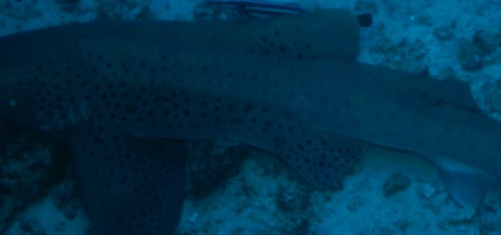 4e018978-f84d-4219-bde0-e89b06d76558