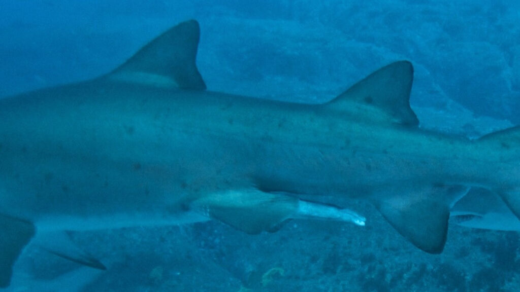 9e1d6635-9cdd-49e5-9714-e011e84d5272