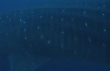 36a43b8e-b0cf-4bca-a69c-f6b4ea34f41b