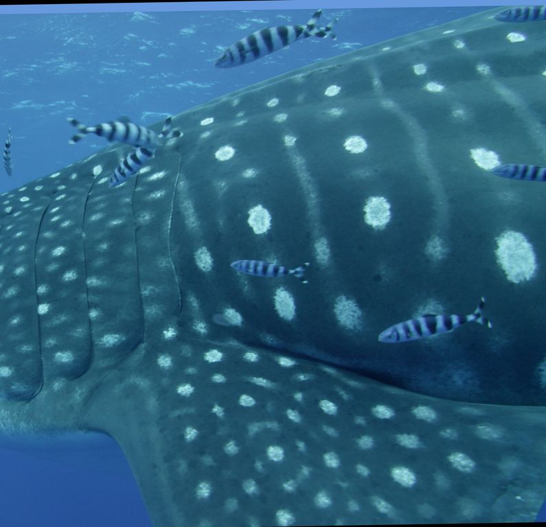 8dd8e5bb-7e49-4fec-8131-66646f16b337