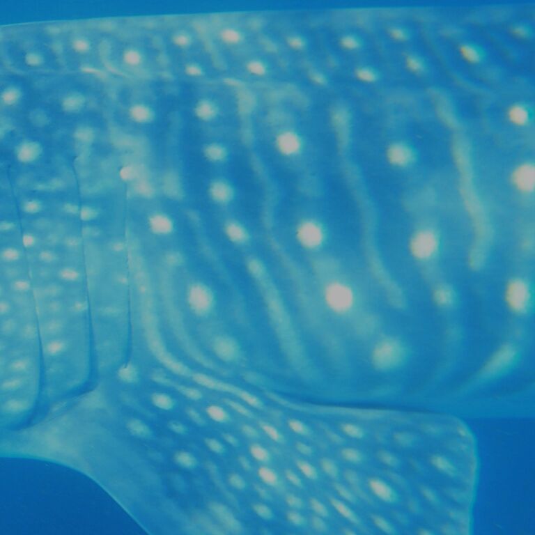 bff36848-3e11-43e0-97a9-2c734feddddb