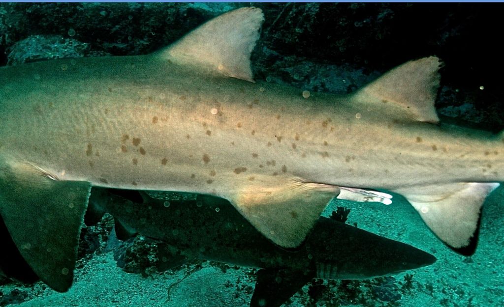 dce0decd-c149-48c7-84a0-2fe050d9fc01