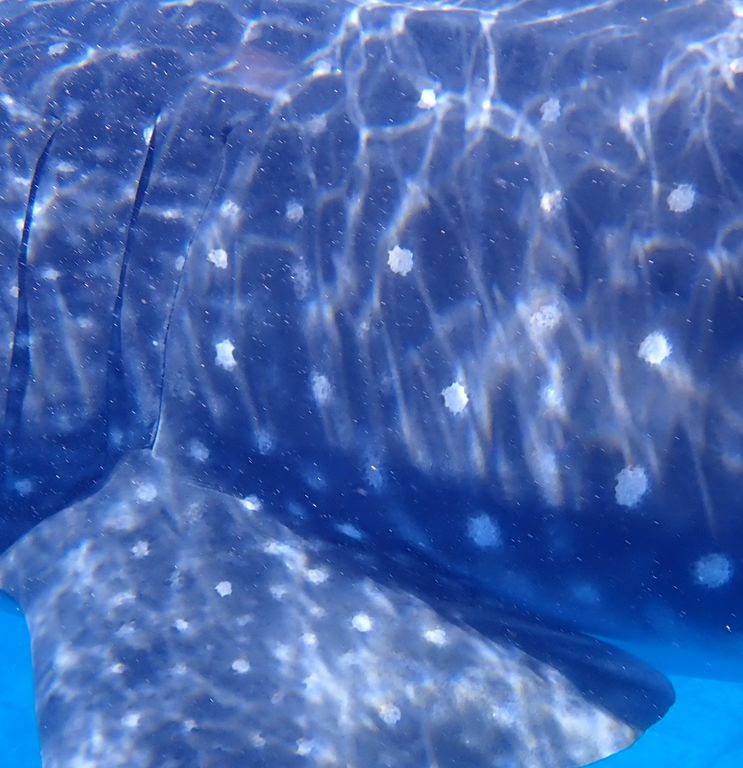 6c2ca839-9d31-4468-b0e5-29b698e767b0