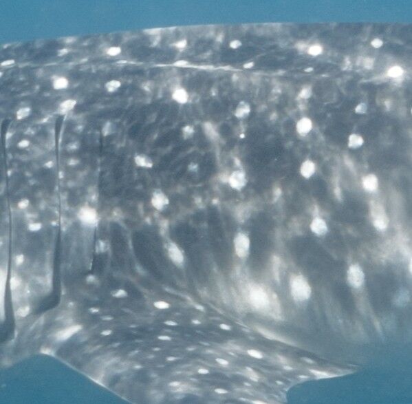 99fae9ad-0979-481e-b505-c9f409e39e3a