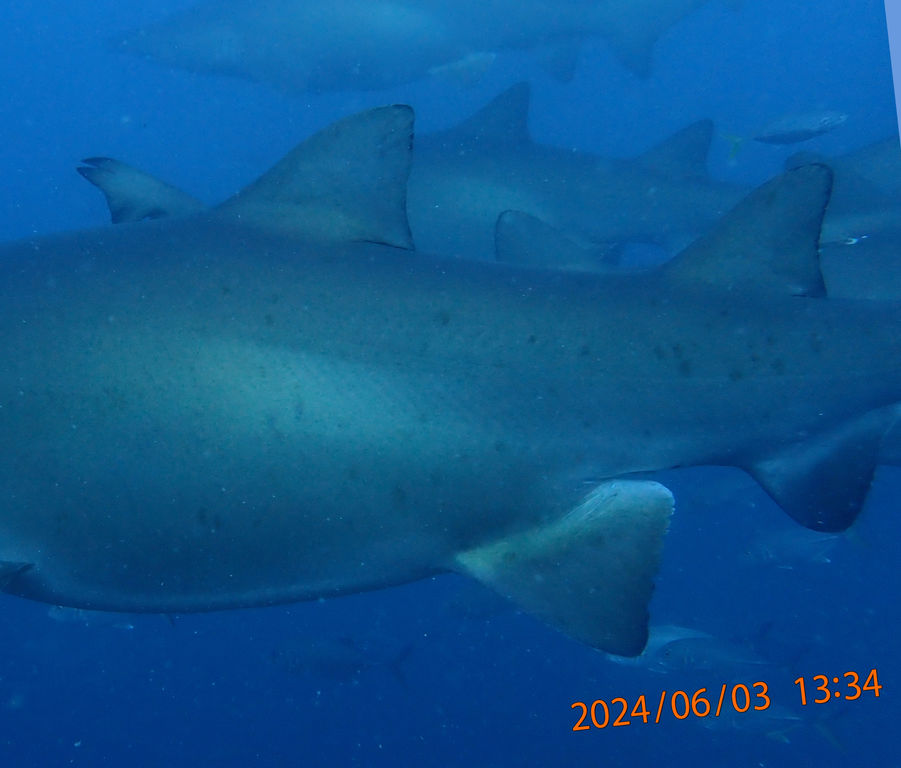 9f99e7ca-e61c-4e15-b313-08d1440d74c4