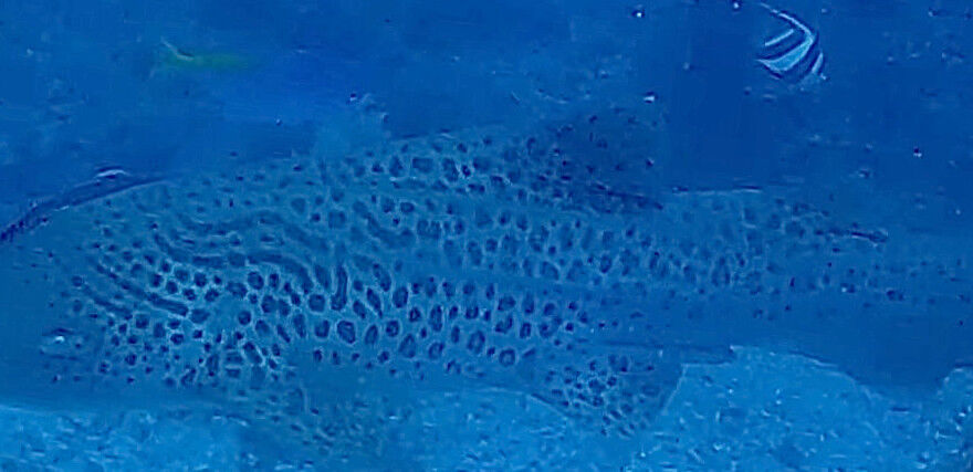 f308cd59-2deb-4969-8a0a-d59edf12dabe