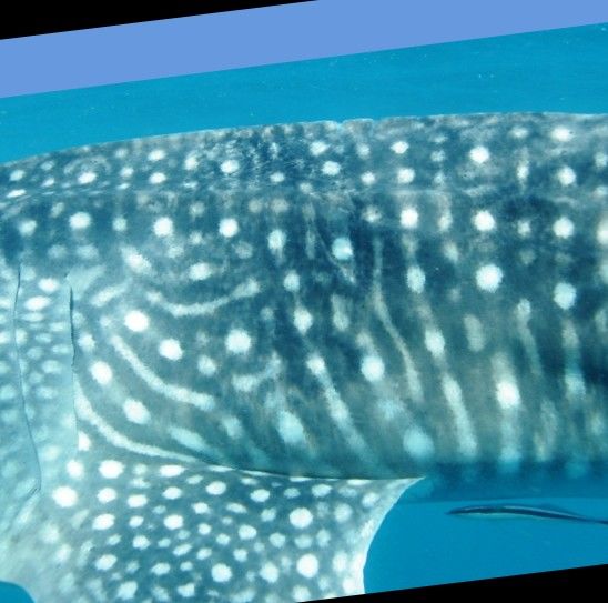 b24e054d-01d1-495d-a9a2-cbb174cc4700