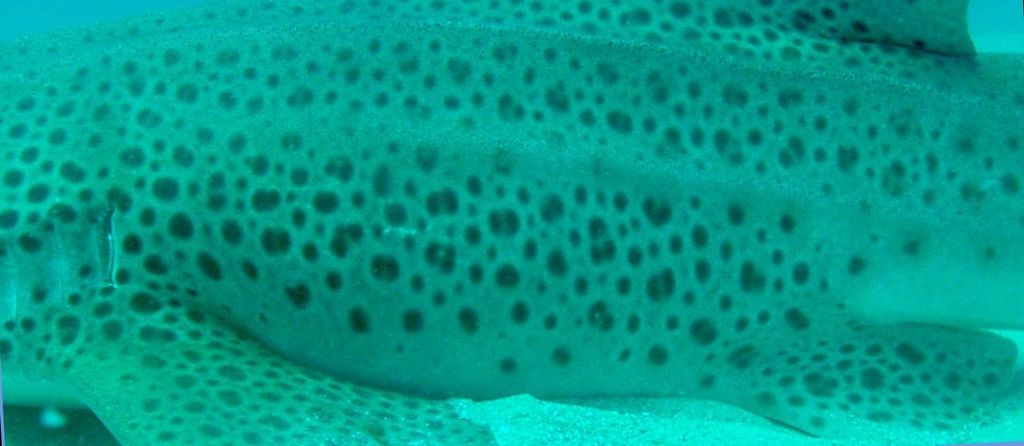 2d0f0e3e-9fb2-4ad3-be4f-d72108bdfc5c