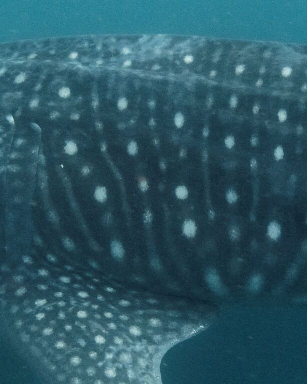 295a5ae7-83cd-4501-a92f-94f4a780db0e