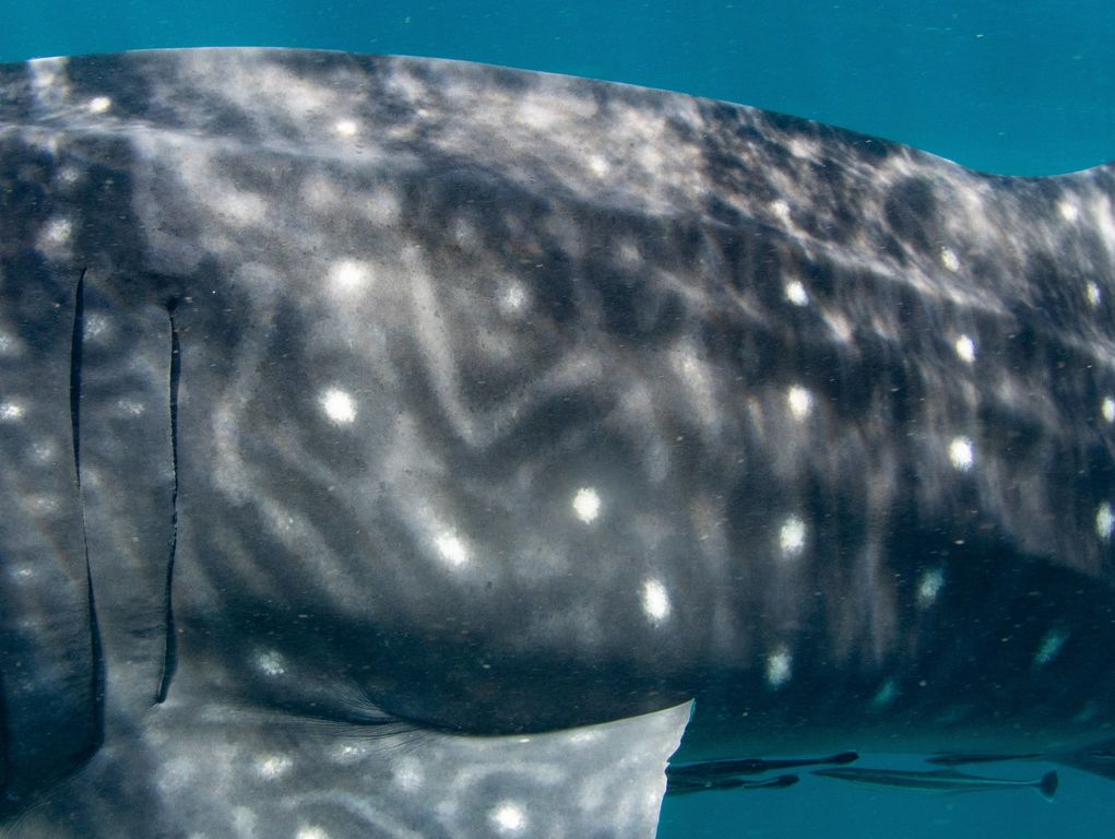 dfda2437-aa99-445f-9746-3972681a273d