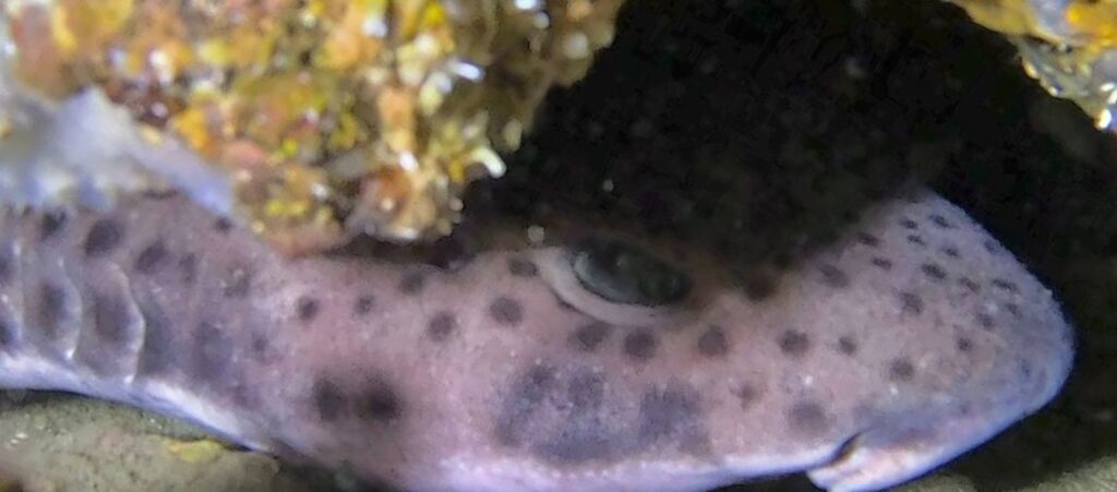 51255181-a180-42ee-8260-8e10c530c213