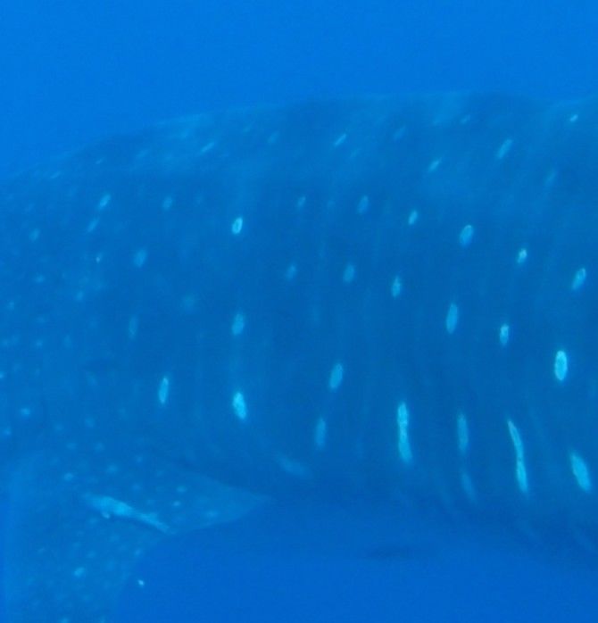 e86e0c51-799e-4863-9201-ba7a20827d41