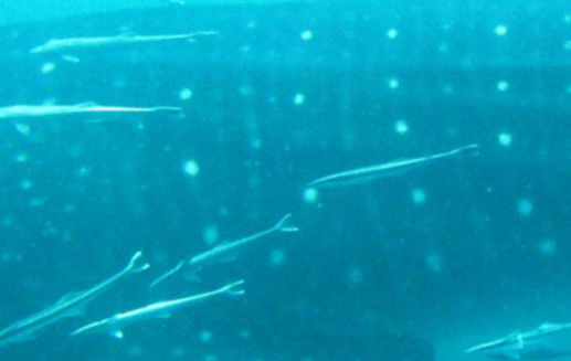 a03f95b0-98b5-4aba-947e-2575d20dc7b9